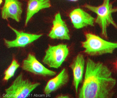ICC/IF image of ab83746 stained HeLa cells. The cells were 100% methanol fixed (5 min) and then incubated in 1%BSA / 10% normal goat serum / 0.3M glycine in 0.1% PBS-Tween for 1h to permeabilise the cells and block non-specific protein-protein interactions. The cells were then incubated with the antibody (ab83746, 1µg/ml) overnight at +4°C. The secondary antibody (green) was ab96899 Dylight 488 goat anti-rabbir IgG (H+L) used at a 1/250 dilution for 1h. Alexa Fluor® 594 WGA was used to label plasma membranes (red) at a 1/200 dilution for 1h. DAPI was used to stain the cell nuclei (blue) at a concentration of 1.43µM.