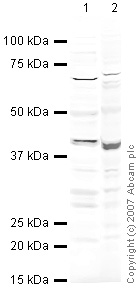 All lanes : Anti-HEY2 antibody (ab25404) at 2 µg/mlLane 1 : Heart (Mouse)Tissue Lysate Lane 2 : Skeletal Muscle (Mouse) Tissue LysateLysates/proteins at 20 µg per lane.SecondaryIRDye 680 Conjugated Goat Anti-Rabbit IgG (H+L) at 1/10000 dilutionPerformed under reducing conditions.