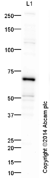 Anti-NF-kB p65 antibody (ab16502) at 1 µg/ml + HeLa (Human epithelial carcinoma cell line) Whole Cell Lysate at 10 µgSecondaryGoat Anti-Rabbit IgG H&L (HRP) (ab97051) at 50000 mg/mldeveloped using the ECL techniquePerformed under reducing conditions.