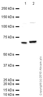 All lanes : Anti-NF-kB p65 antibody (ab16502) at 1 µg/mlLane 1 : Spleen (Mouse) Tissue LysateLane 2 : HeLa (Human epithelial carcinoma cell line) Whole Cell LysateLysates/proteins at 10 µg per lane.SecondaryGoat polyclonal to Rabbit IgG - H&L - Pre-Adsorbed (HRP) at 1/3000 dilutiondeveloped using the ECL techniquePerformed under reducing conditions.