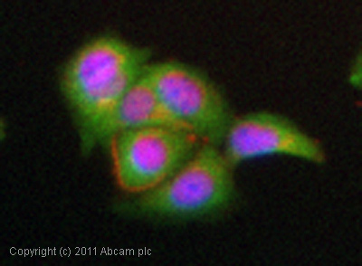 ICC/IF image of ab16502 stained MCF7 cells. The cells were 4% PFA fixed (10 min) and then incubated in 1%BSA / 10% normal goat serum / 0.3M glycine in 0.1% PBS-Tween for 1h to permeabilise the cells and block non-specific protein-protein interactions. The cells were then incubated with the antibody (ab16502, 1µg/ml) overnight at +4°C. The secondary antibody (green) was goat anti-rabbit DyLight® 488 (IgG - H&L, pre-adsorbed) (ab96899) used at a 1/250 dilution for 1h. Alexa Fluor® 594 WGA was used to label plasma membranes (red) at a 1:200 dilution for 1h. DAPI was used to stain the cell nuclei (blue) at a concentration of 1.43µM.