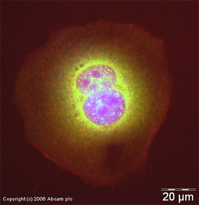 ICC/IF image of ab16502 stained human HeLa cells. The cells were methanol fixed (5 min) and incubated with the antibody (ab16502, 1µg/ml) for 1h at room temperature. The secondary antibody (green) was Alexa Fluor® 488 goat anti-rabbit IgG (H+L) used at a 1/1000 dilution for 1h. Image-iTTM FX Signal Enhancer was used as the primary blocking agent, 5% BSA (in TBS-T) was used for all other blocking steps. DAPI was used to stain the cell nuclei (blue). Alexa Fluor® 594 phalloidin was used to label F-actin (red).