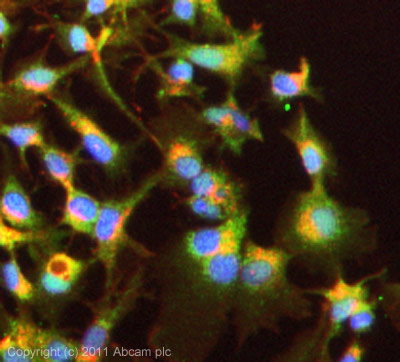 ICC/IF image of ab30329 stained HepG2 cells. The cells were 100% methanol fixed (5 min) and then incubated in 1%BSA / 10% normal goat serum / 0.3M glycine in 0.1% PBS-Tween for 1h to permeabilise the cells and block non-specific protein-protein interactions. The cells were then incubated with the antibody (ab30329, neat) overnight at +4°C. The secondary antibody (green) was ab96899, DyLight® 488 goat anti-rabbit IgG (H+L) used at a 1/250 dilution for 1h. Alexa Fluor® 594 WGA was used to label plasma membranes (red) at a 1/200 dilution for 1h. DAPI was used to stain the cell nuclei (blue) at a concentration of 1.43µM.