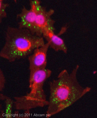 ICC/IF image of ab88957 stained HeLa cells. The cells were 4% formaldehyde fixed (10 min) and then incubated in 1%BSA / 10% normal goat serum / 0.3M glycine in 0.1% PBS-Tween for 1h to permeabilise the cells and block non-specific protein-protein interactions. The cells were then incubated with the antibody (ab88957, 1/200 dilution) overnight at +4°C. The secondary antibody (green) was ab88957, DyLight® 488 goat anti-mouse IgG (H+L) used at a 1/250 dilution for 1h. Alexa Fluor® 594 WGA was used to label plasma membranes (red) at a 1/200 dilution for 1h. DAPI was used to stain the cell nuclei (blue) at a concentration of 1.43µM.