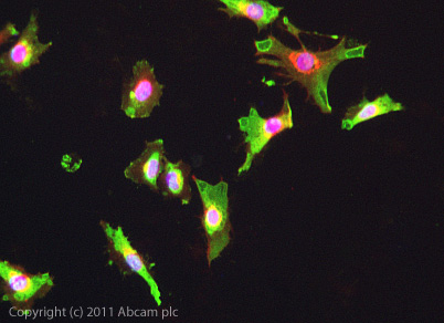 ICC/IF image of ab62839 stained HeLa cells. The cells were 4% formaldehyde fixed (10 min) and then incubated in 1%BSA / 10% normal goat serum / 0.3M glycine in 0.1% PBS-Tween for 1h to permeabilise the cells and block non-specific protein-protein interactions. The cells were then incubated with the antibody ab62839 at 5µg/ml overnight at +4°C. The secondary antibody (green) was DyLight® 488 goat anti- mouse (ab96879) (H+L) used at a 1/250 dilution for 1h. Alexa Fluor® 594 WGA was used to label plasma membranes (red) at a 1/200 dilution for 1h. DAPI was used to stain the cell nuclei (blue) at a concentration of 1.43µM.