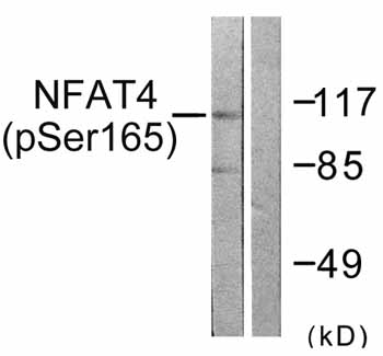 All lanes : Anti-NFAT4 (phospho S165) antibody (ab59204) at 1/500 dilutionLane 1 : HeLa cells treated with calcium (40nM, 30 mins)Lane 2 : HeLa cells treated with calcium (40nM, 30 mins) with immunizing phosphopeptide