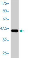 Western blot against tagged recombinant protein immunogen using ab57931 NFATC2IP antibody at 1ug/ml.