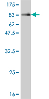 Western blot against tagged recombinant protein immunogen using ab55515 NFIA antibody at 1ug/ml.