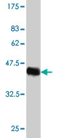 Western blot against tagged recombinant protein immunogen using ab57274 HN1 antibody at 1ug/ml.