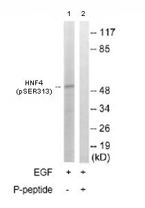 All lanes : Anti-HNF-4-alpha (phospho S313) antibody (ab78356) at 1/500 dilutionLane 1 : Extracts from HUVEC cells, treated with EGF (200ng/ml, 30mins)Lane 2 : Extracts from HUVEC cells, treated with EGF (200ng/ml, 30mins) with immunising peptide at 10 µgLysates/proteins at 30 µg per lane.