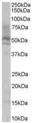 Anti-HNF-4-alpha antibody (ab36175) at 0.1 µg/ml + HepG2 lysate (35µg protein in RIPA buffer).