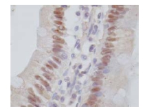 Immunohistochemistry analysis of Rat Duodenal epithlium Paraffin section using ab66179 at 10ug/ml.