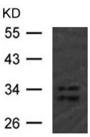 Anti-hnRNP A1 (isoform A1-A) antibody (ab123378) at 1/500 dilution + 293 cell extract