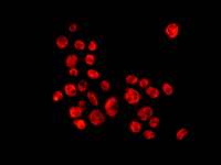 Immunofluorescent analysis of HepG2 cells labeling hnRNP A1 with ab177152 at 1/100 dilution.