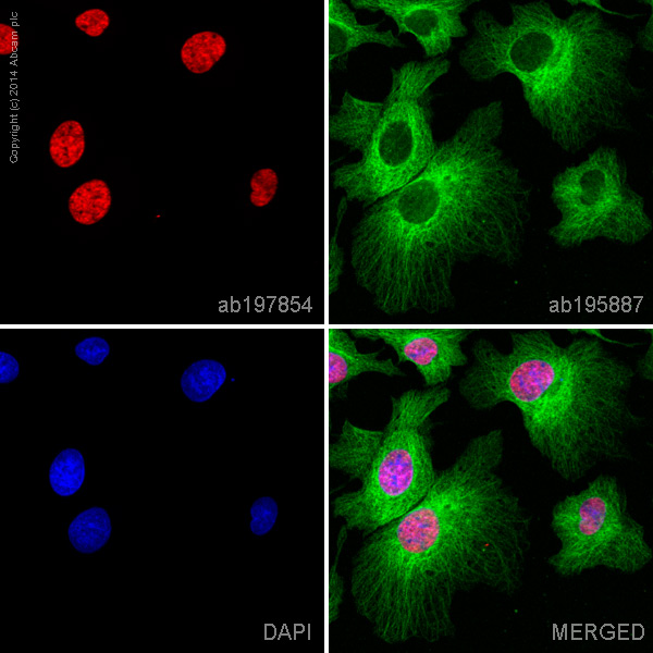 ab197854 staining hnRNP A1 in HepG2 cells. The cells were fixed with 100% methanol (5 min), permeabilized with 0.1% Triton X-100 for 5 minutes and then blocked with 1% BSA/10% normal goat serum/0.3M glycine in 0.1%PBS-Tween for 1h. The cells were then incubated overnight at +4°C with ab197854 at a 1/100 dilution (shown in red) and ab195887, Mouse monoclonal to alpha Tubulin (Alexa Fluor® 488), at a 1/250 dilution (shown in green). Nuclear DNA was labelled with DAPI (shown in blue).Image was taken with a confocal microscope (Leica-Microsystems, TCS SP8).This product also gave a positive signal under the same testing conditions in HepG2 cells fixed with 4% formaldehyde (10 min).