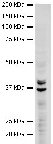 Anti-hnRNP A2B1 antibody (ab31645) at 1 µg/ml + HeLa (Human epithelial carcinoma cell line) Whole Cell Lysate at 20 µgSecondaryGoat polyclonal to Rabbit IgG (Alexa Fluor® 680) at 1/10000 dilution Performed under reducing conditions.