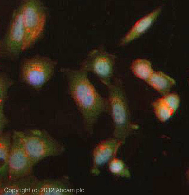 ICC/IF image of ab31645 stained human MCF7 cells. The cells were 4% PFA fixed (10 min), permabilised in 0.1% PBS-Tween (20 min) and incubated with the antibody (ab31645, 5µg/ml) for 1h at room temperature. 1%BSA / 10% normal goat serum / 0.3M glycine was used to block non-specific protein-protein interactions. The secondary antibody (green) was Alexa Fluor® 488 goat anti-rabbit IgG (H+L) used at a 1/1000 dilution for 1h. Alexa Fluor® 594 WGA was used to label plasma membranes (red). DAPI was used to stain the cell nuclei (blue). This antibody also gave a positive result in 4% PFA fixed (10 min) Hek293 and HepG2 cells at 5µg/ml.