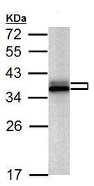Anti-hnRNP A2B1 antibody (ab183654) at 1/10000 dilution + PC-12 whole cell lysate at 30 µg