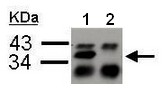 Western blot analysis using ab183654 at 1/200 dilution detecting hnRNP A2B1 in immunoprecipitation pellets from 4500 µg A549 whole cell lysate with ab183654 at 2 µg. Lane 2 shows Control with 2 μg of preimmune rabbit IgG.