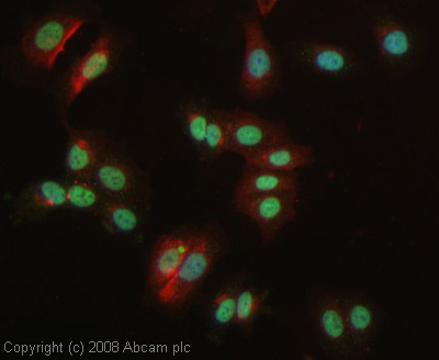 ICC/IF image of ab24409 stained human MCF7 cells. The cells were 4% PFA fixed (10 min), permabilised in 0.1% PBS-Tween (20 min) and incubated with the antibody (ab24409, 1µg/ml) for 1h at room temperature. 1%BSA / 10% normal goat serum / 0.3M glycine was used to block non-specific protein-protein interactions. The secondary antibody (green) was Alexa Fluor® 488 goat anti-rabbit IgG (H+L) used at a 1/1000 dilution for 1h. Alexa Fluor® 594 WGA was used to label plasma membranes (red). DAPI was used to stain the cell nuclei (blue). This antibody also gave a positive IF result in HeLa, HEK 293 and HepG2 cells.