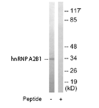 All lanes : Anti-hnRNP A2B1 antibody (ab64800) at 1/500 dilutionLane 1 : Extracts from HepG2 cellsLane 2 : Extracts from HepG2 cells, plus peptideLysates/proteins at 5 µg per lane.