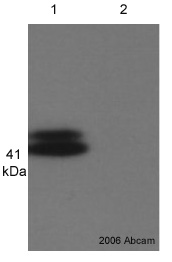 All lanes : Anti-hnRNP C1 + C2 antibody [4F4] (ab10294) at 1/1000 dilutionLane 1 : Nuclear lysate, HEK293A cellsLane 2 : Cytoplasmic lysate, HEK293A cellsLysates/proteins at 30 µg per lane.SecondaryHRP conjugated ImmunoPure Goat Anti-Mouse IgG (H+L) at 1/5000 dilutiondeveloped using the ECL techniquePerformed under reducing conditions.
