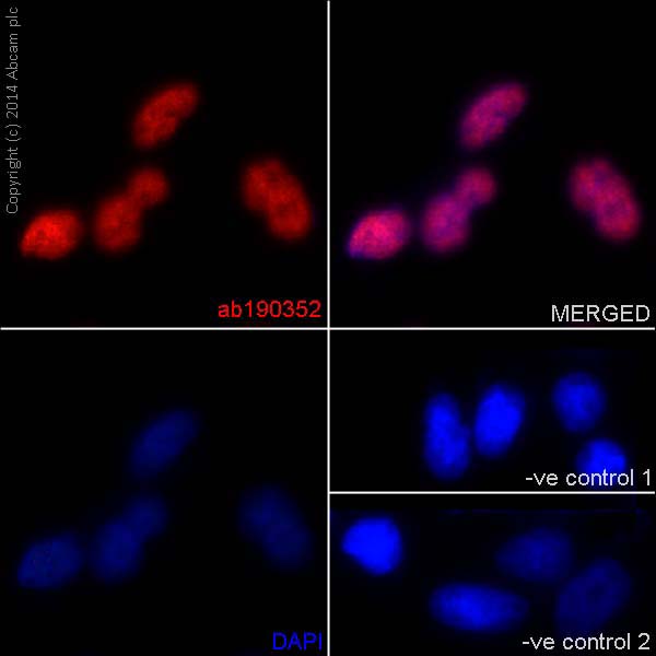 Immunofluorescent analysis of 4% paraformaldehyde fixed HeLa cells labeling hnRNP G with ab190352 at a 1/250 dilution followed by Goat anti rabbit IgG (Alexa Fluor®555) at a 1/200 dilution (Red). Negative controls and DAPI staining also shown.