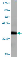Western blot against tagged recombinant protein immunogen using ab56440 HERC3 antibody at 1ug/ml.