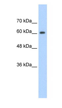 Anti-hnRNP Q antibody (ab58854) at 1.25 µg/ml + HepG2 cell lysate at 10µgSecondaryHRP conjugated anti-Rabbit IgG at 1/50000 dilution