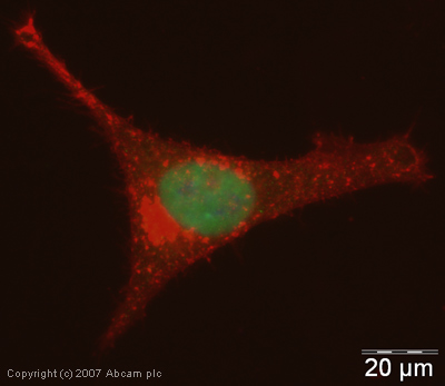 ICC/IF image of ab30930 stained human HeLa cells. The cells were 4% PFA fixed (10 min), permabilised in TBS-T (20 min) and incubated with the antibody (ab30930, 1µg/ml) for 1h at room temperature. 1%BSA / 10% normal goat serum / 0.3M glycine was used to quench autofluorescence and block non-specific protein-protein interactions. The secondary antibody (green) was Alexa Fluor® 488 goat anti-rabbit IgG (H+L) used at a 1/1000 dilution for 1h. Alexa Fluor® 594 WGA was used to label plasma membranes (red). DAPI was used to stain the cell nuclei (blue).