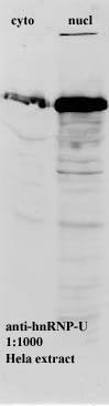 All lanes : Anti-hnRNP U antibody [3G6] (ab10297) at 1/1000 dilutionLane 1 : Cytoplasmic fraction of HeLa lysateLane 2 : Nuclear fraction of HeLa lysate