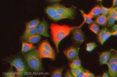 ICC/IF image of ab28333 stained HepG2 cells. The cells were 4% formaldehyde fixed (10 min) and then incubated in 1%BSA / 10% normal goat serum / 0.3M glycine in 0.1% PBS-Tween for 1h to permeabilise the cells and block non-specific protein-protein interactions. The cells were then incubated with the antibody (ab28333, 1µg/ml) overnight at +4°C. The secondary antibody (green) was Alexa Fluor® 488 goat anti-rabbit IgG (H+L) used at a 1/1000 dilution for 1h. Alexa Fluor® 594 WGA was used to label plasma membranes (red) at a 1/200 dilution for 1h. DAPI was used to stain the cell nuclei (blue) at a concentration of 1.43µM.