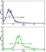 Flow cytometric analysis of HeLa cells labelling Homer with ab135644 at 1/10 dilution (bottom histogram) compared to a negative control cell (top histogram). FITC conjugated goat anti rabbit secondary antibodies were used for the analysis.