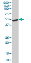 Anti-HOMER2 antibody (ab68214) at 1/500 dilution + rat brain tissue lysate at 25 µgSecondaryGoat Anti-Mouse IgG (H&L)-HRP Conjugate at 1/2500 dilution