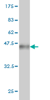 Western blot against tagged recombinant protein immunogen using ab57108 HOOK2 antibody at 1ug/ml.
