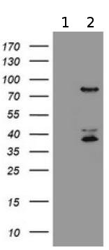 All lanes : Anti-Host cell factor C2 antibody [2H1] (ab131605) at 1/2000 dilutionLane 1 : HEK293T cells transfected with pCMV6-ENTRY control cDNALane 2 : HEK293T cells transfected with pCMV6-ENTRY Host cell factor C2 cDNALysates/proteins at 5 µg per lane.SecondaryGoat anti-mouse-HRP at 1/5000 dilution
