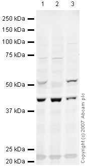 All lanes : Anti-HOXA10 antibody (ab48021) at 1 µg/mlLane 1 : HeLa (Human epithelial carcinoma cell line) Whole Cell LysateLane 2 : Jurkat (Human T cell lymphoblast-like cell line) Whole Cell Lysate (ab7899)Lane 3 : A431 (Human epithelial carcinoma cell line) Whole Cell Lysate (ab7909)Lysates/proteins at 10 µg per lane.SecondaryIRDye 680 Conjugated Goat Anti-Rabbit IgG (H+L) at 1/15000 dilution