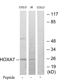 All lanes : Anti-HOXA7 antibody (ab70027) at 1/500 dilutionLane 1 : extracts from COLO205 cellsLane 2 : extracts from Jurkat cellsLane 3 : extracts from COLO205 cells with immunizing peptide