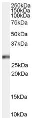 Anti-HOXB13 antibody (ab53556) at 0.1 µg/ml + HeLa cell lysate (35µg protein in RIPA buffer)