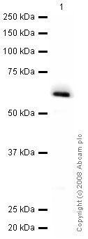 Anti-HOXB13 antibody [mAbcam53931] (ab53931) at 5 µg/ml + HOXB13 Recombinant protein at 0.1 µgSecondaryGoat polyclonal to Mouse IgG - H&L - Pre-Adsorbed (HRP) at 1/3000 dilutionPerformed under reducing conditions.