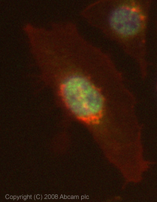 ICC/IF image of ab53931 stained Hela cells. The cells were 4% PFA fixed (10 min) and then incubated in 1%BSA / 10% normal goat serum / 0.3M glycine in 0.1% PBS-Tween for 1h to permeabilise the cells and block non-specific protein-protein interactions. The cells were then incubated with the antibody (ab53931, 1µg/ml) overnight at +4°C. The secondary antibody (green) was Alexa Fluor® 488 goat anti-mouse IgG (H+L) used at a 1/1000 dilution for 1h. Alexa Fluor® 594 WGA was used to label plasma membranes (red) at a 1/200 dilution for 1h. DAPI was used to stain the cell nuclei (blue). This antibody also gave a positive IF result in HepG2 cells fixed in 4%PFA at 1ug/ml..