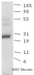 Anti-HOXB6 antibody (ab26077) at 1 µg/ml + Human A549 lung cancer cell line whole cell lysateSecondaryAlkaline phosphatase conjugated goat anti-rabbitdeveloped using the ECL techniquePerformed under reducing conditions.