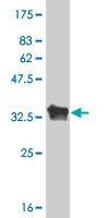Western blot against tagged recombinant protein immunogen using ab55244 HOXB8 antibody at 1ug/ml.
