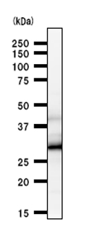 Anti-HOXC9 antibody [HOXCA6E6] (ab50839) at 1/100 dilution + HT-1080 whole cell lysate at 50 µgSecondaryMouse IgG antibody at 1/2500 dilution