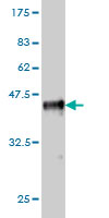 Western blot against tagged recombinant protein immunogen using ab56935 HRH3 antibody at 1ug/ml.