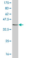 Western blot against tagged recombinant protein immunogen using ab56669 HRSP12 antibody at 1ug/ml.