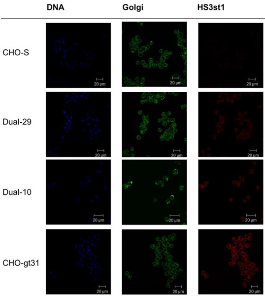Cells were fixed with 4% paraformaldehyde for 15 minutes at room temperature and permeabilized with permeabilization buffer + 10% FBS in PBS for 10 minutes. Cells were incubated with ab91065 and goat anti-GM130 Golgi marker (ab1299) overnight at 4°C in the dark. Cells were washed once and stained with Alexa Fluor 647-conjugated donkey anti-rabbit IgG and Alexa Fluor 488-conjugated donkey anti-goat IgG secondary antibodies. DAPI - DNA. Dual-29 cells were used as a positive control, and the other cell samples were then evaluated at the same frequency. Overexpression of HS3st1 in Dual-29 cells resulted in a broad distribution of HS3st1. Overexpression of HS3st1 in Dual-10 cells localized HS3st1 in the Golgi. Overexpression of Golgi-targeted HS3st1 in CHO-gt31 localized HS3st1 in the Golgi.