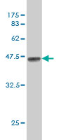 Western blot against tagged recombinant protein immunogen using ab56896 HS3ST2 antibody at 1ug/ml.