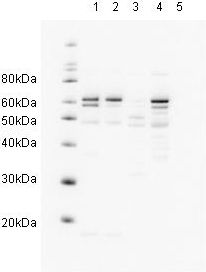 Western blot using ab3836 at 1/500.Secondary ab: Rabbit anti Goat ab6741 1/5000Exposure time:30 secondsLane 1: Hela nuclearLane 2: Hela Lane 3: A431Lane 4: Jurkat Lane 5: 293