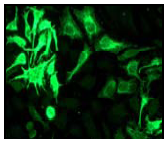 Immunofluorescent staining of HeLa cells using ab51052 (1/100).